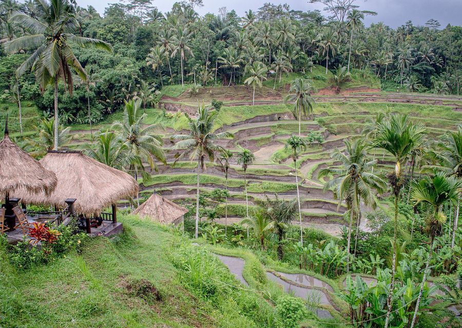 Les rizières en terrasses de Tegallalang à Bali