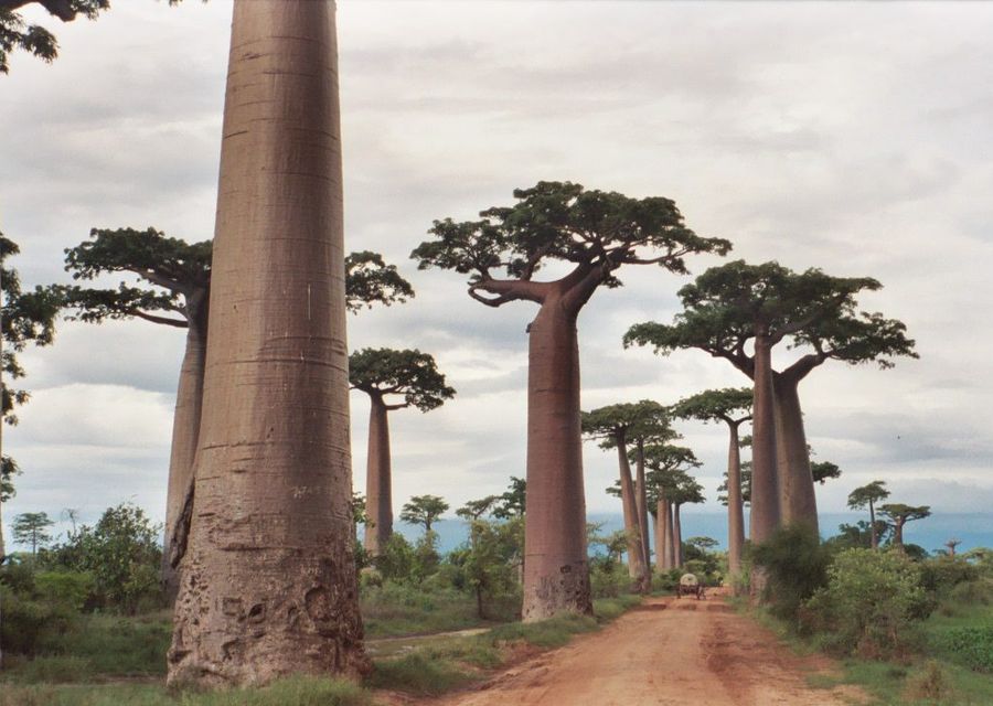 L’allée des Baobabs près de Morondava